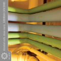 Shane Morris / Disturbed Earth – Suburban Catacombs Shane Morris / Disturbed Earth – Suburban Catacombs
